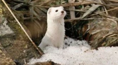 Różnorodność kolorów choront